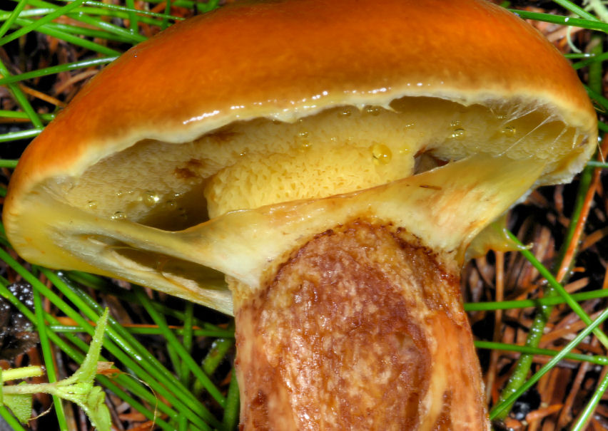 Funghi del Trentino